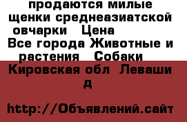 продаются милые щенки среднеазиатской овчарки › Цена ­ 30 000 - Все города Животные и растения » Собаки   . Кировская обл.,Леваши д.